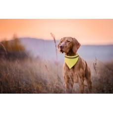 Kakla lakats suņiem Nr.207/31